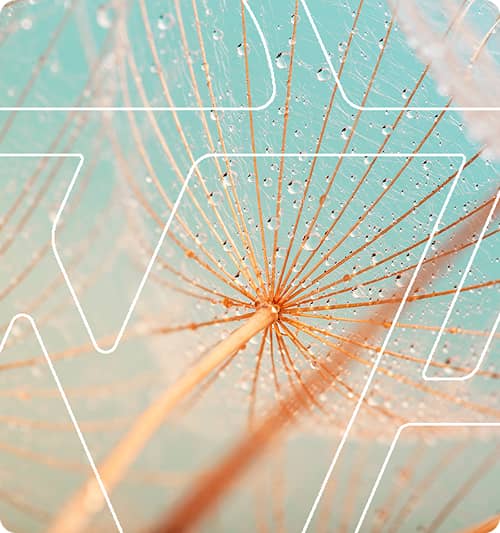 Close-up of a dandelion seed head with fine spokes and water droplets under a blue sky, overlaid with white geometric lines