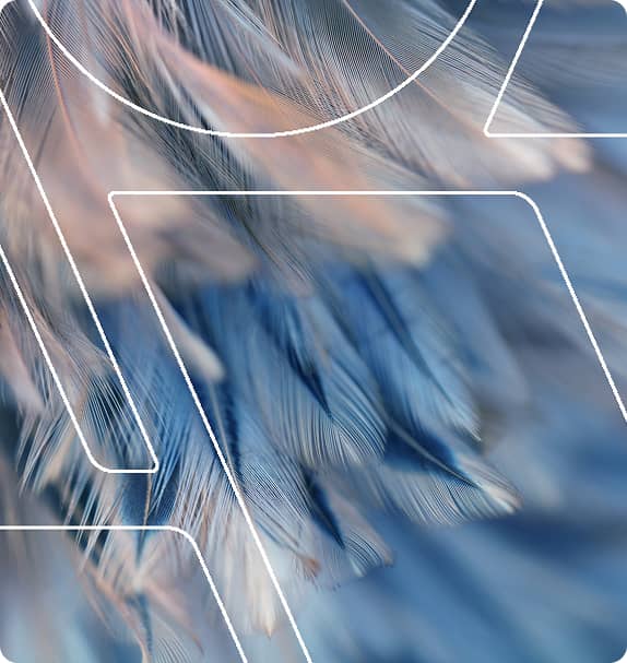 Close-up of blue and gray feathers with white geometric line overlays