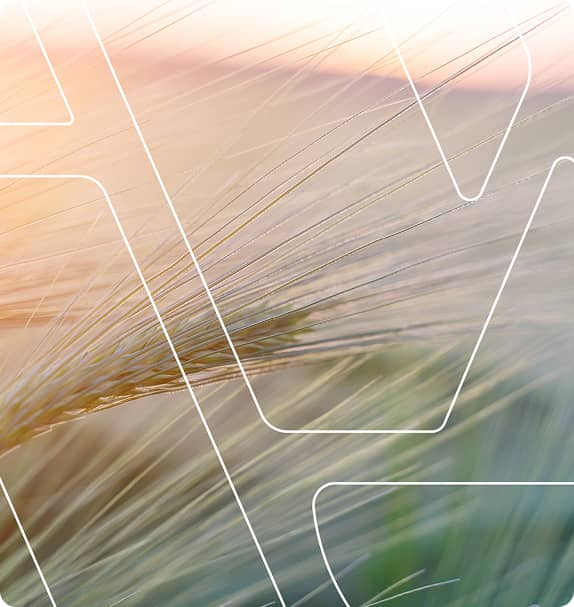 Close-up of wheat stalks in a field at sunset with white geometric line overlays